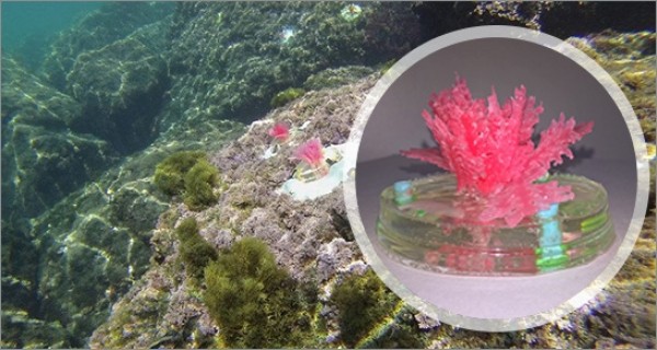Ambiente: ENEA mette “in mare” le prime alghe artificiali per studiare il cambiamento climatico