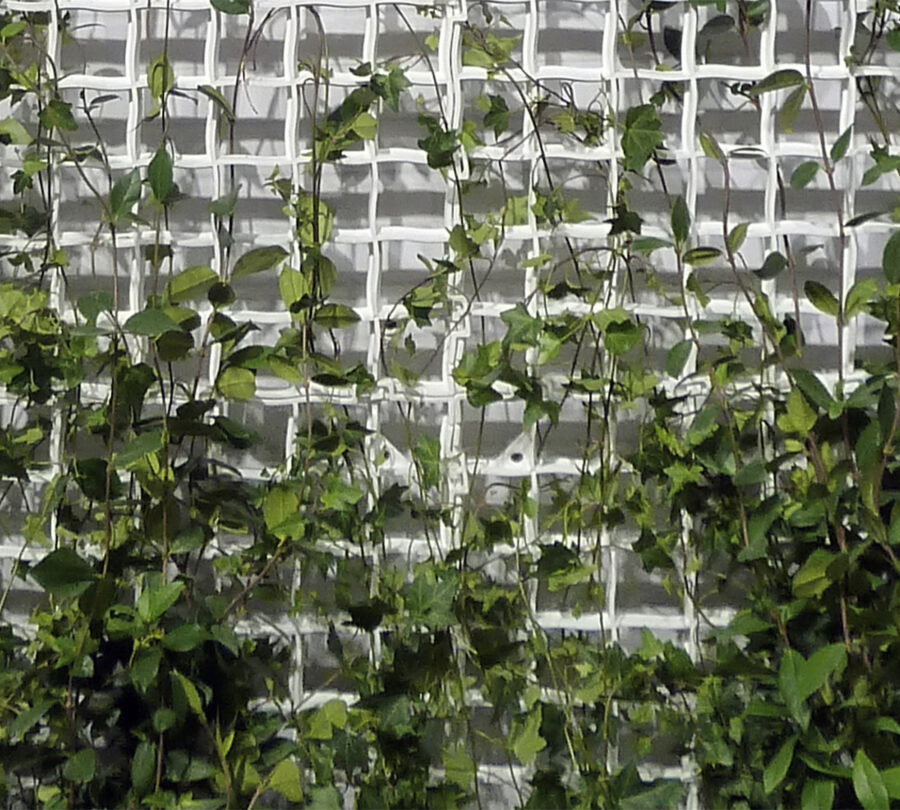 verde-verticale-rampicante